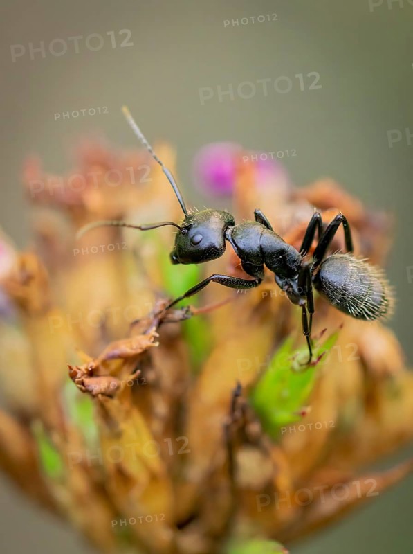 Macro photograph of an ant (Formicidae) on a fading plant, Neunkirchen, Lower Austria, Austria, Europe