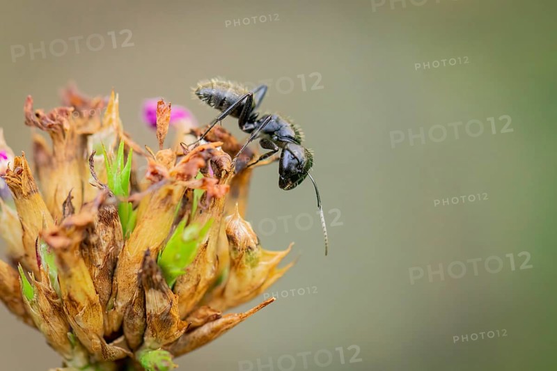 Macro photograph of an ant (Formicidae) on a fading plant, Neunkirchen, Lower Austria, Austria, Europe