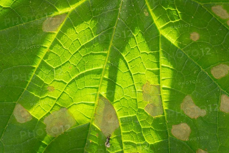Macro photograph of a cucumber leaf (Cucumis sativus) with mosaic virus, Neunkirchen, Lower Austria, Austria, Europe