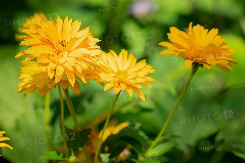 Flowers of the heliopsis in sunlight against a green background, Neunkirchen, Lower Austria, Austria, Europe