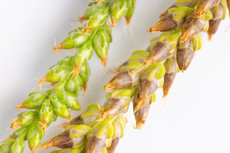 Close-up, seed heads of broad-leaved plantain (Plantago major) against a white background