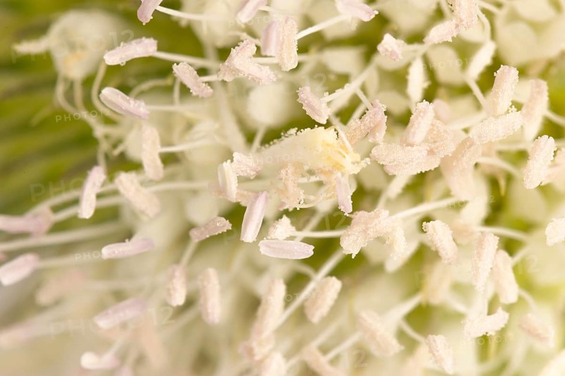 Close-up of white flowers with visible pollen grains of the weaver's card (Dipsacus sativus)