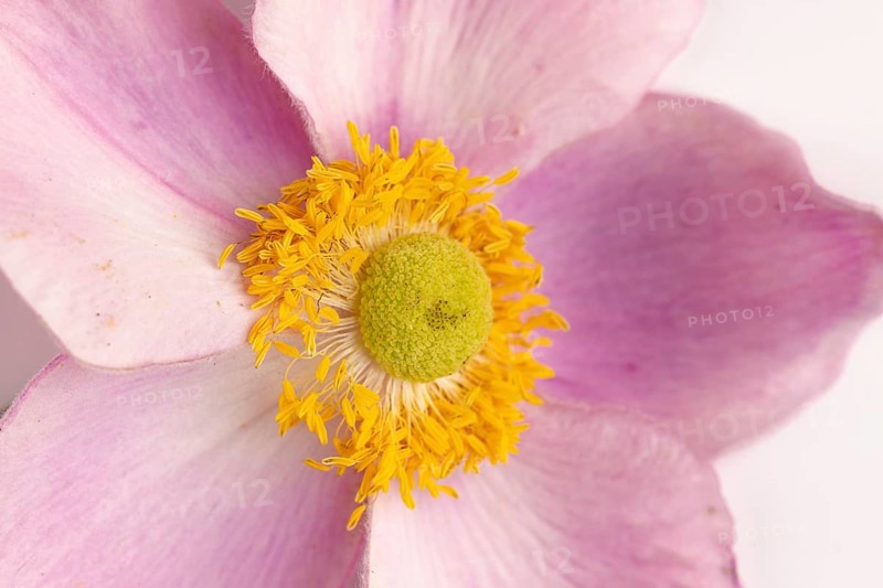 Close-up of a pink dahlia flower (Dahlia) on a white background
