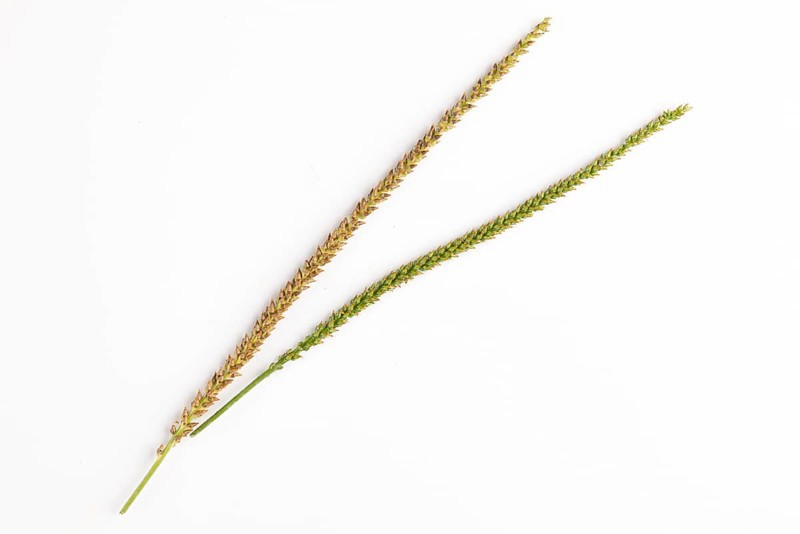 Two seed heads, one green and one brown of the broad-leaved plantain (Plantago major) on a white background