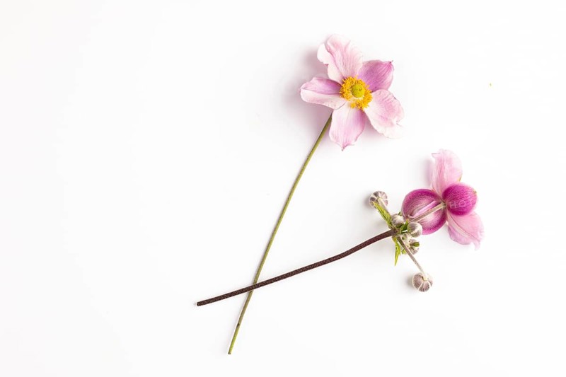 Two pink flowers and buds of the chinese anemone (Anemone hupehensis) on a white background