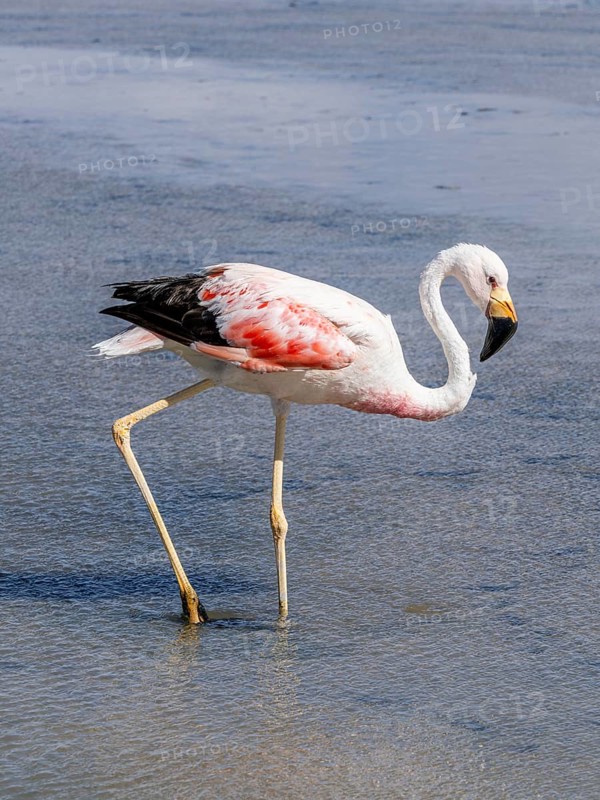 Chilean flamingo (Phoenicopterus chilensis), Laguna Chaxa Park, San Pedro de Atacama, Antofagasta, Chile, South America