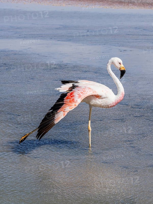 Chilean flamingo (Phoenicopterus chilensis), Laguna Chaxa Park, San Pedro de Atacama, Antofagasta, Chile, South America