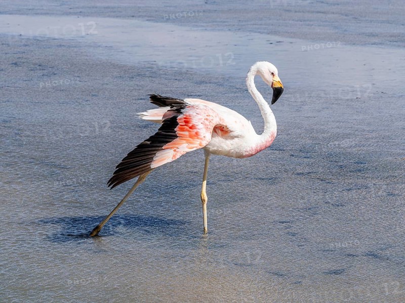 Chilean flamingo (Phoenicopterus chilensis), Laguna Chaxa Park, San Pedro de Atacama, Antofagasta, Chile, South America