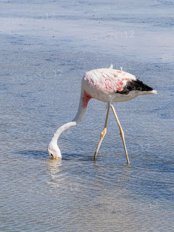 Chilean flamingo (Phoenicopterus chilensis), Laguna Chaxa Park, San Pedro de Atacama, Antofagasta, Chile, South America