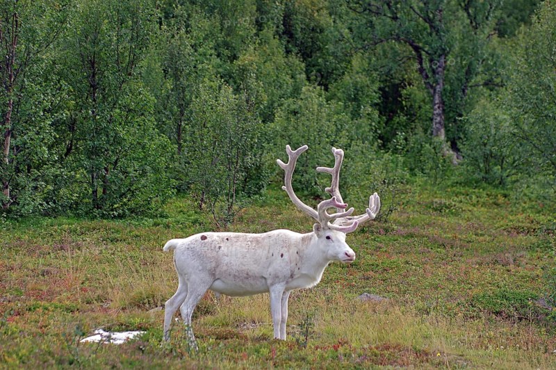 White reindeer standing quietly in the green forest, Finnmark, Norway, Europe