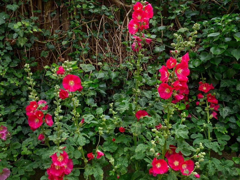 Red hollyhock (Alcea rosea) with common ivy (Hedera helix) in the background