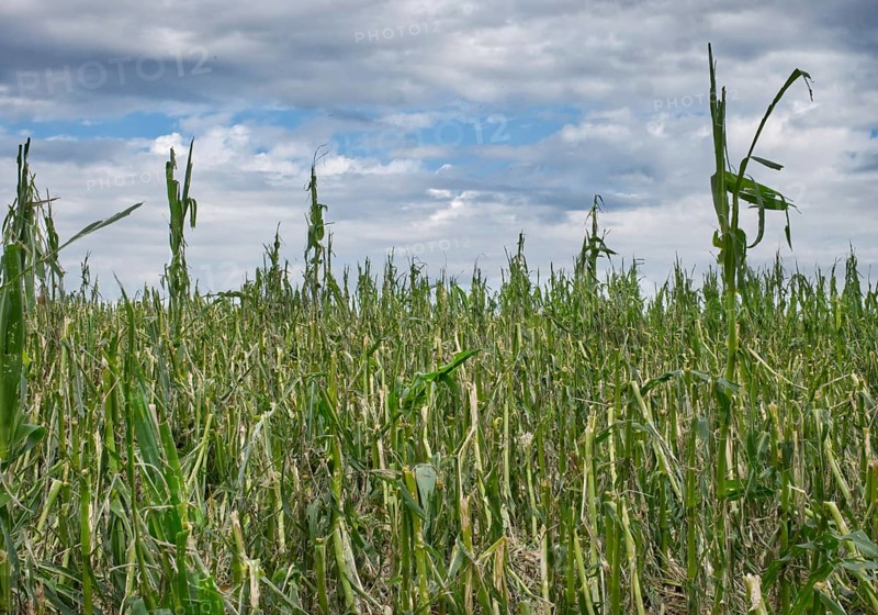 Destroyed maize field after a hailstorm, near Bellamont, Baden Württembeg, Germany, Europe