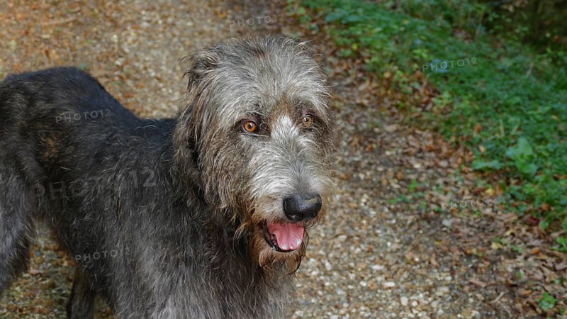 Attentive Irish Wolfhound (Canis lupus familiaris)