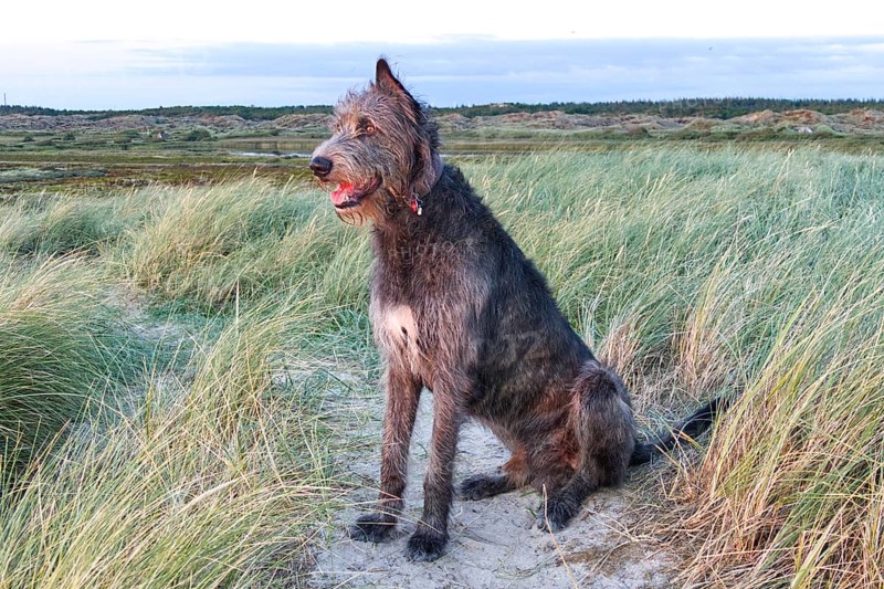 Irish wolfhound (Canis lupus familiaris) sits in the dunes near Bjerregard and watches the sunset