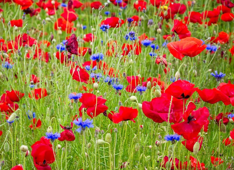 Poppies (Papaver rhoeas) and cornflowers (Centaurea cyanus) in a meadow
