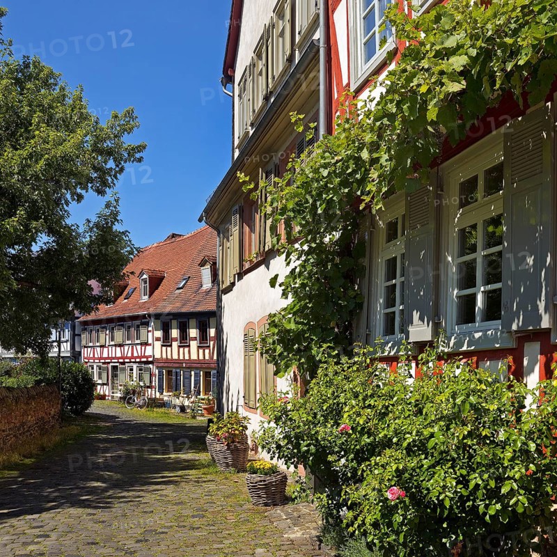 Listed half-timbered houses on the Burggraben in the historic centre of Frankfurt-Höchst, Frankfurt am Main, Hesse, Germany, Europe
