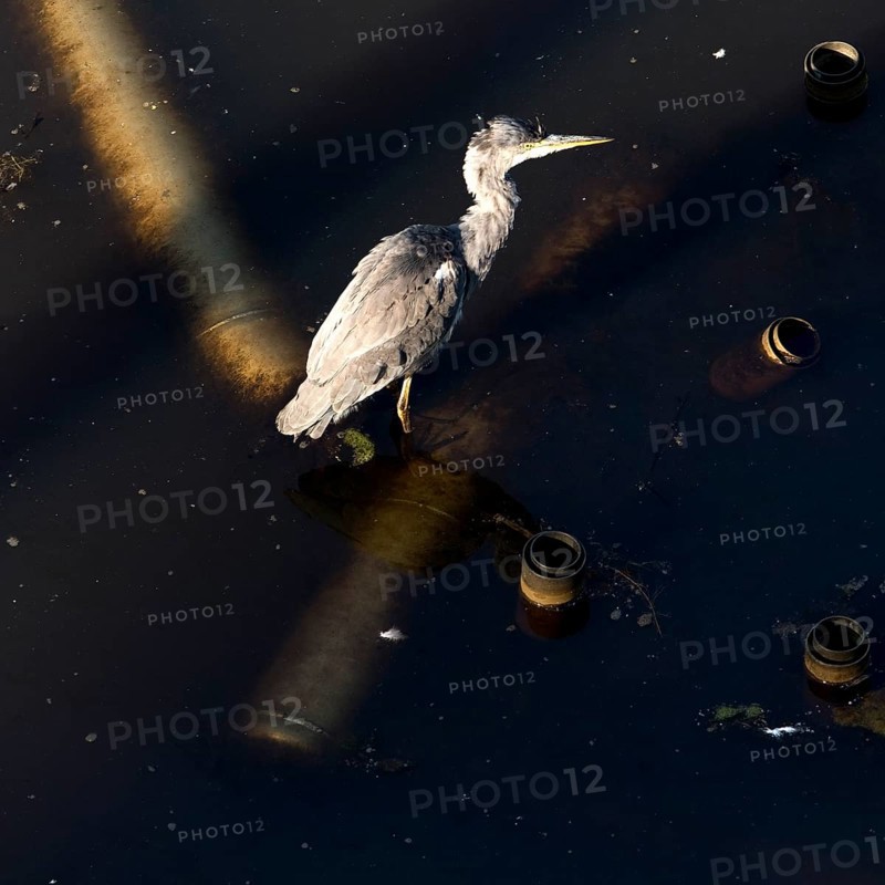 Grey heron (Ardea cinerea) from above in the former industrial waters in Westpark, industrial heritage, Bochum, Ruhr area, North Rhine-Westphalia, Germany, Europe