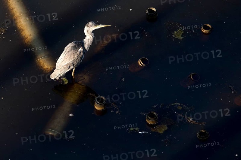 Grey heron (Ardea cinerea) from above in the former industrial waters in Westpark, industrial heritage, Bochum, Ruhr area, North Rhine-Westphalia, Germany, Europe