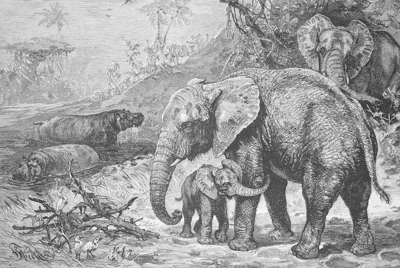 Hippos and African elephants in the wild, 1895, Historic, digitally restored reproduction from a 19th century original, Record date not stated