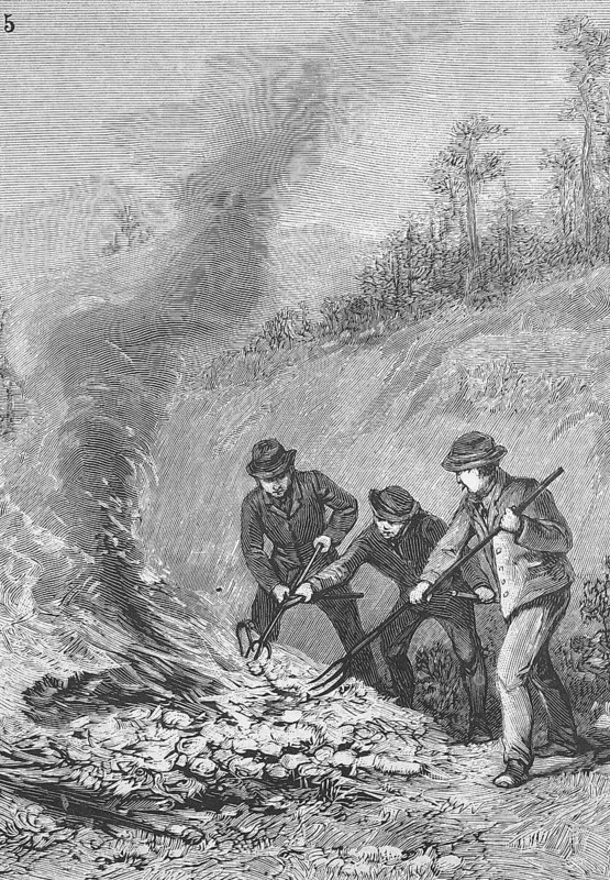 Pine processionary moth, Thaumetopoea pinivora, Traumatocampa pinivora, Burning of the spun bales by forest workers to control the forest pest, Historical, digitally restored reproduction from a 19th century original, Record date not stated