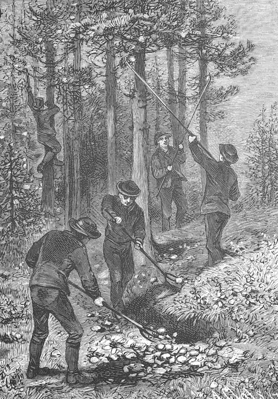 Pine processionary moth, Thaumetopoea pinivora, Traumatocampa pinivora, Cutting of the spun bales by forest workers to control the forest pest, Historical, digitally restored reproduction from a 19th century original, Record date not stated