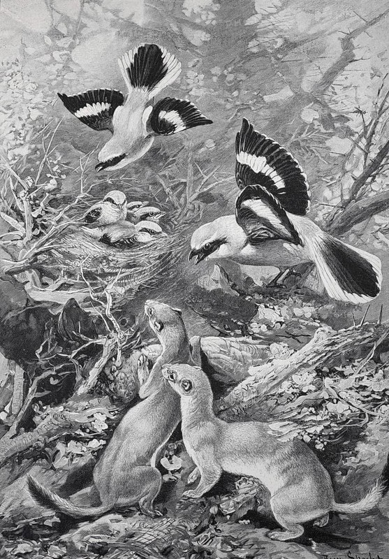 Great Grey Shrike protecting its young from attack by weasels, Historical, digitally restored reproduction from a 19th century original, Record date not stated
