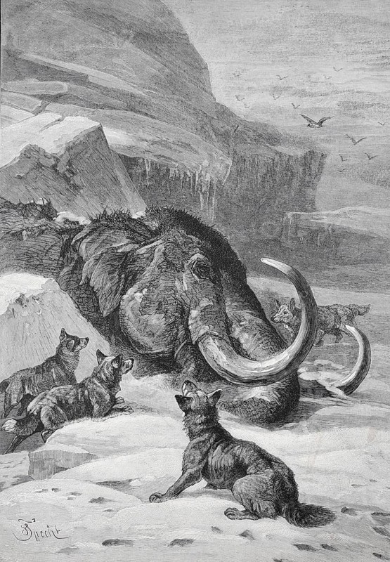 Woolly mammoth in the ice is surrounded by wolves in an icy landscape, Historic, digitally restored reproduction from a 19th century original, Record date not stated