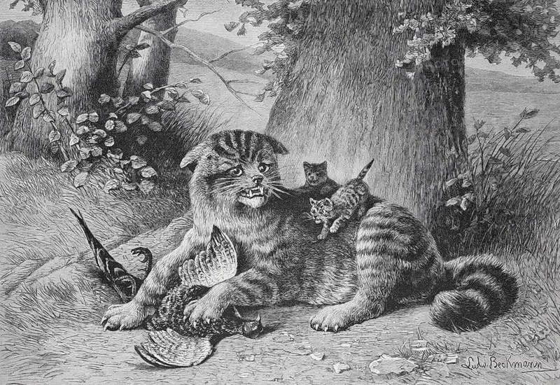A cat lies in the forest, surrounded by its kittens, holding its prey, Wild cat with a captured bird, Historical, digitally restored reproduction from a 19th century original, Record date not stated