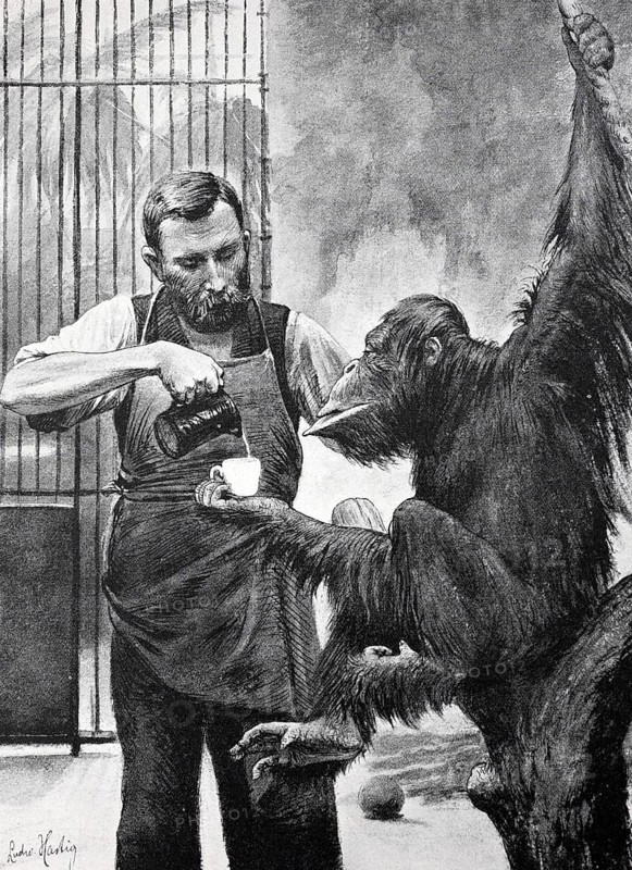 A man pouring coffee into a cup held by an ape, the orangutan Rolf in the Zoological Garden in Berlin, Germany, Historical, digitally restored reproduction from a 19th century original, Record date not stated, Europe