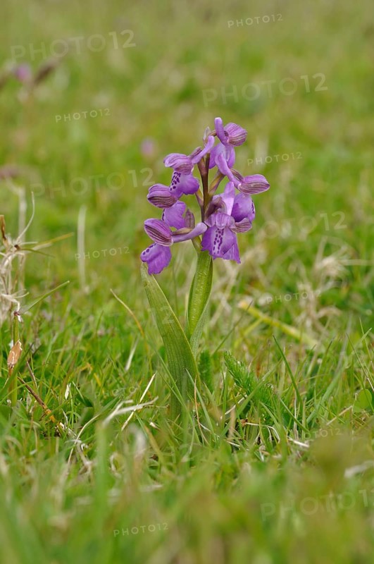 Orchis mascula in a meadow