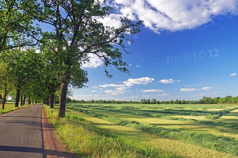 Landscape with green field, trees and a road under a blue sky, Lüchow-Dannenberg, Wendland, Lower Saxony, Germany, Europe