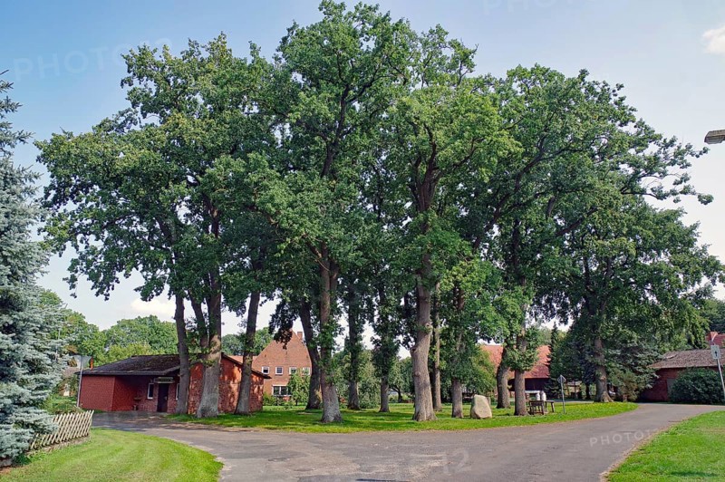Village view with large trees and red houses under a sunny sky, Satemin, Rundlingsdorf, Wendland, Lower Saxony, Germany, Europe