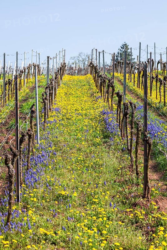 Vineyard in spring with yellow and blue flowers in a row formation under a clear sky, Southern Palatinate, Palatinate, Rhineland-Palatinate, Germany, Europe