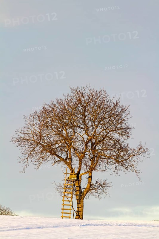 A single tree with a high stand, high seat, surrounded by a snow-covered landscape under a clear sky, Viehstrich, Southern Palatinate, Palatinate, Rhineland-Palatinate, Germany, Europe