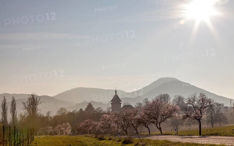 Almond tree blossom, almond tree (Prunus dulcis), Siebeldingen, German Wine Route, also Southern Wine Route, Southern Palatinate, Palatinate, Rhineland-Palatinate, Germany, Europe