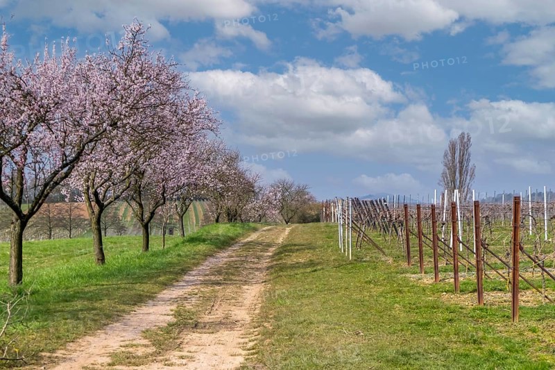Almond tree (Prunus dulcis), spring in the Southern Palatinate, Siebeldingen, German or Southern Wine Route, Southern Palatinate, Palatinate, Rhineland-Palatinate, Germany, Europe