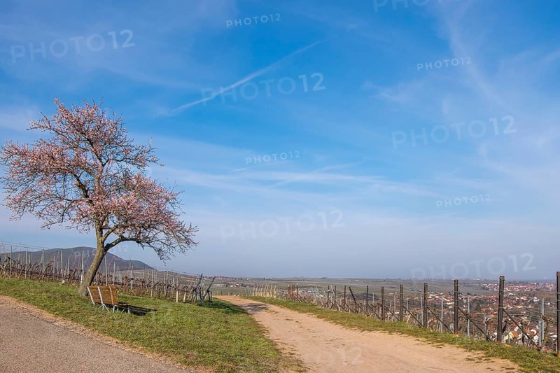 Birkweiler, German or Southern Wine Route, Southern Palatinate, Palatinate, Rhineland-Palatinate, Germany, Europe