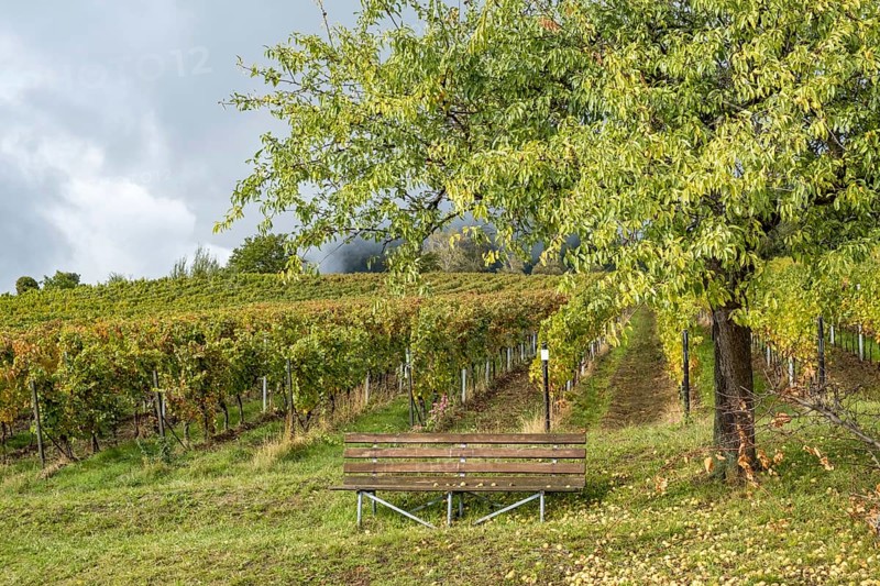 Vineyard, almond tree with fruit, Birkweiler, Southern Palatinate, German or Southern Wine Route, Rhineland-Palatinate, Germany, Europe