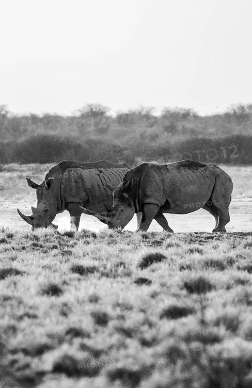 Southern white rhinoceros (Ceratotherium simum simum), two rhinos, black and white photo, Khama Rhino Sanctuary, Serowe, Botswana, Africa