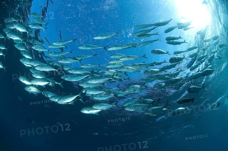 Shoal of bigeye trevallies (Caranx sexfasciatus) swimming in a circle forming gyres in blue water under bright sun, Pacific, Indo-Pacific. Tulamben, Bali, Indonesia, Asia
