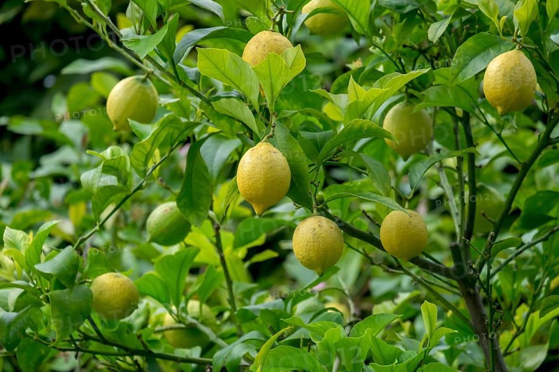 Lemon tree with fruit (Citrus x limon), North Rhine-Westphalia, Germany, Europe