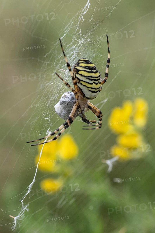Wasp spider (Argiope bruennichi), Emsland, Lower Saxony, Germany, Europe