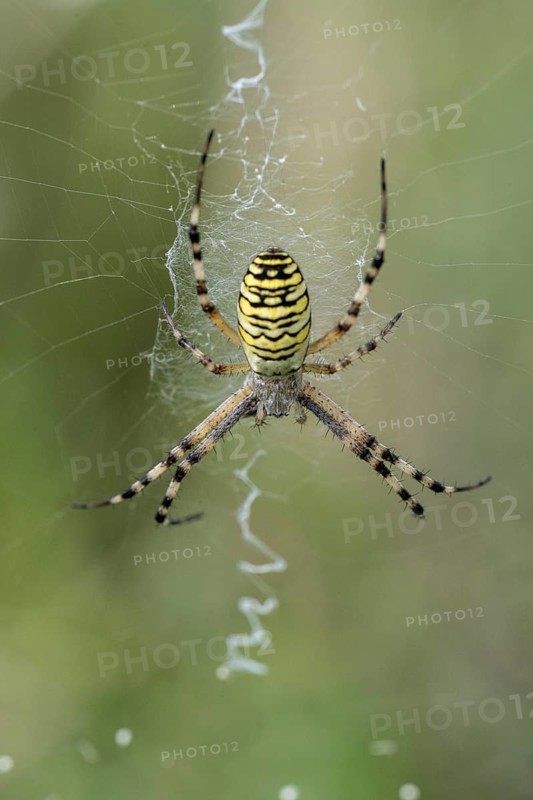 Wasp spider (Argiope bruennichi), Emsland, Lower Saxony, Germany, Europe