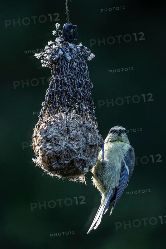 Blue tit (Parus caerulea) at a tit dumpling, Emsland, Lower Saxony, Germany, Europe