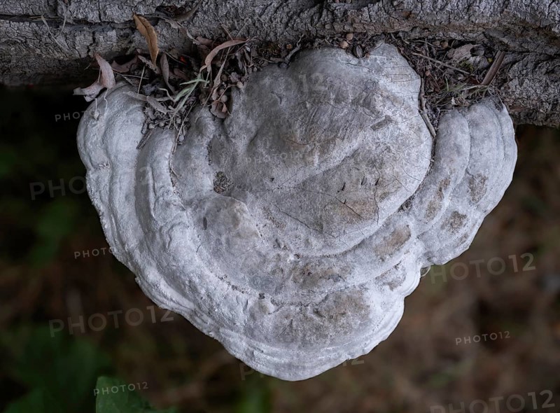 White large tree fungus (xylobiont), Fürstenberg/Havel, Brandenburg, Germany, Europe