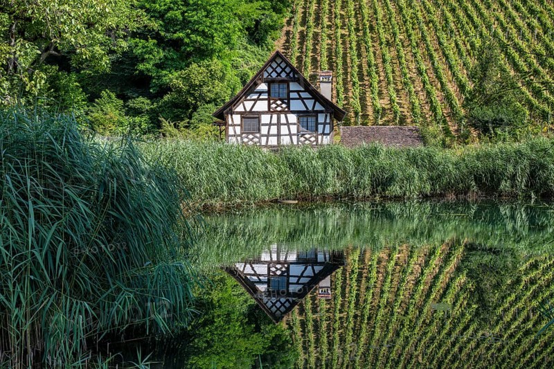 Historic half-timbered house and vineyard reflected in a pond Ittingen Charterhouse, Warth-Weiningen near Frauenfeld, Canton Thurgau, Switzerland, Europe