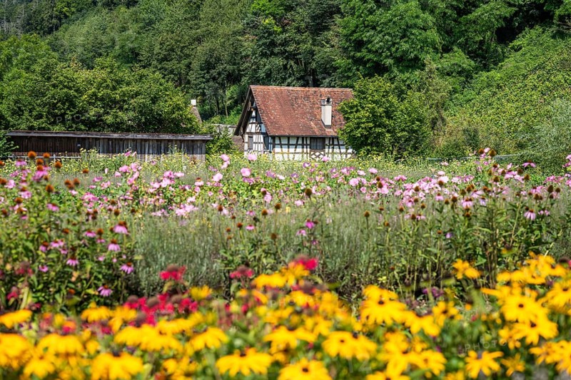 View over flower beds and herb garden, Ittingen Charterhouse, Warth-Weiningen near Frauenfeld, Canton Thurgau, Switzerland, Europe