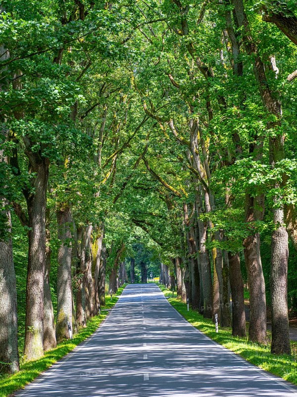 Allee near Neuruppin, Brandenburg, Germany, Europe