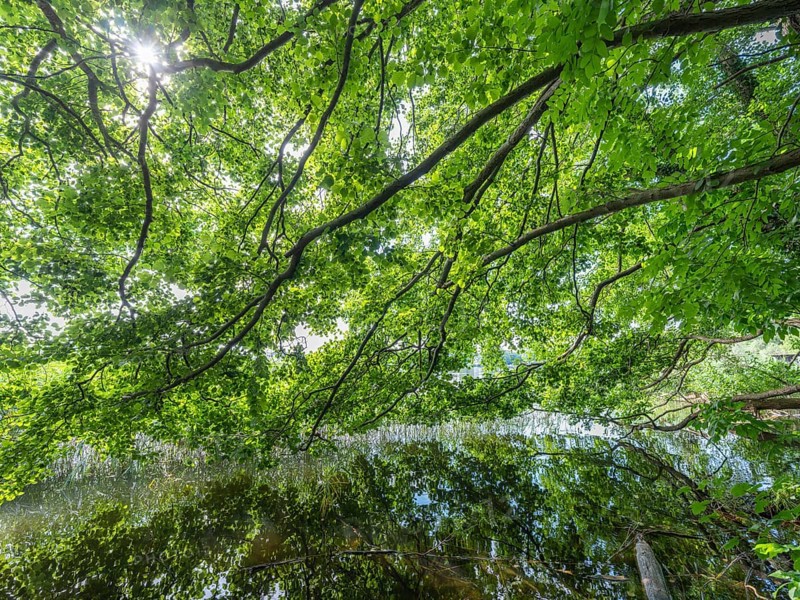 Tree branches reflected in the Havel, Fürstenberg/Havel, Brandenburg, Germany, Europe