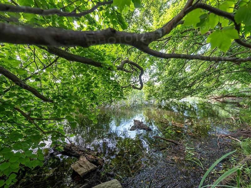 Tree branches reflected in the Havel, Fürstenberg/Havel, Brandenburg, Germany, Europe